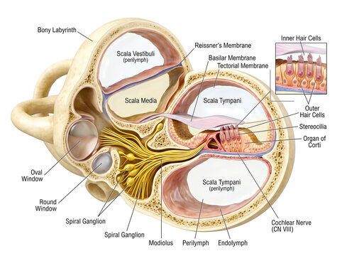 Audiology scientific chart detailing cochlear nerve spiral ganglion and modiolus.