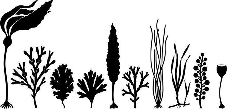 Set of black silhouettes of seaweeds and aquatic plants isolated on a white background
