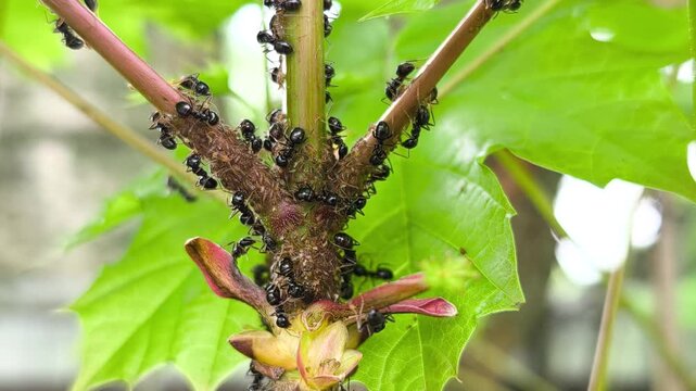 Symbiosis of ants and aphids. The ant tickles the aphid with its antennae, and it secretes a drop of sweet liquid. Ants graze and protect aphids from their enemies. Slow motion video.