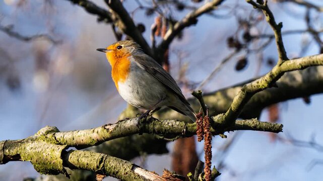  European robin perched on tree branch in sunny winter garden. Animated cinemagraph, parallax animation, based on an original photograph.