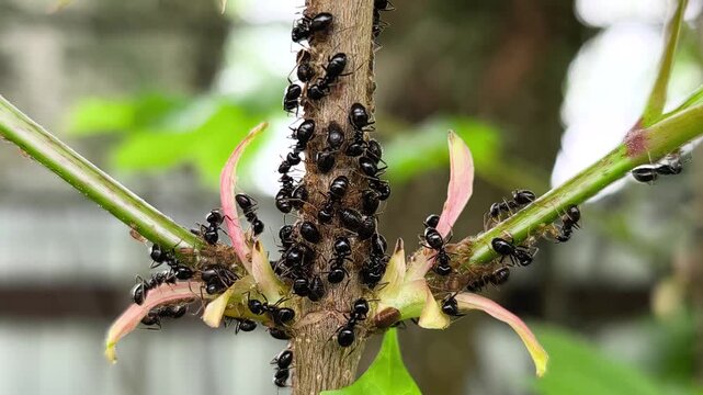 Symbiosis of ants and aphids. The ant tickles the aphid with its antennae, and it secretes a drop of sweet liquid. Ants graze and protect aphids from their enemies. Slow motion video.
