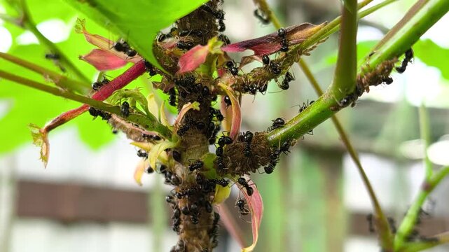Symbiosis of ants and aphids. The ant tickles the aphid with its antennae, and it secretes a drop of sweet liquid. Ants graze and protect aphids from their enemies. Slow motion video.