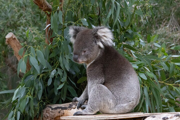 Australian koala in tree © Christine