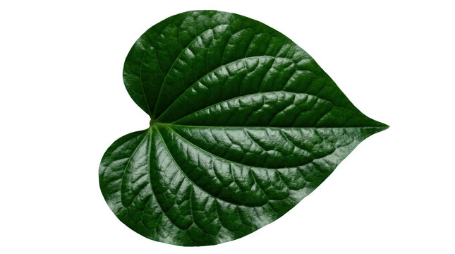 Lush green heart-shaped leaf close-up nature png high fidelity gigapixel environment