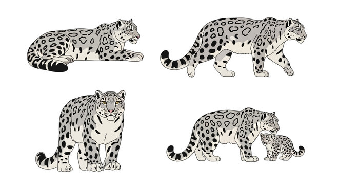 Set of snow leopard illustrations showing different poses and a mother with cub