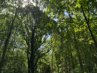 Fototapeta premium trees in the forest