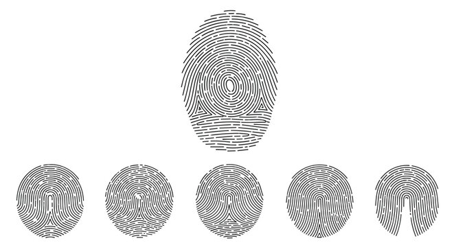 Set of detailed human fingerprint patterns for biometric identification and forensic security applications.