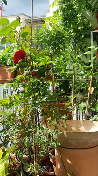 Solar fountain on the balcony with green plants and blooming flowers around, sunny morning. Eco-friendly lifestyle. 