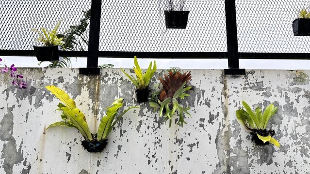    Kadaka (Asplenium nidus) Growing on Old Wall