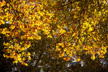 Obraz premium Golden Autumn Leaves on Sunlit Tree Branches