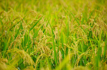 Fototapeta premium Golden Rice Plants in Lush Paddy Field at Harvest Time
