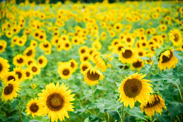 Obraz premium Golden Sunflower Field in Bloom
