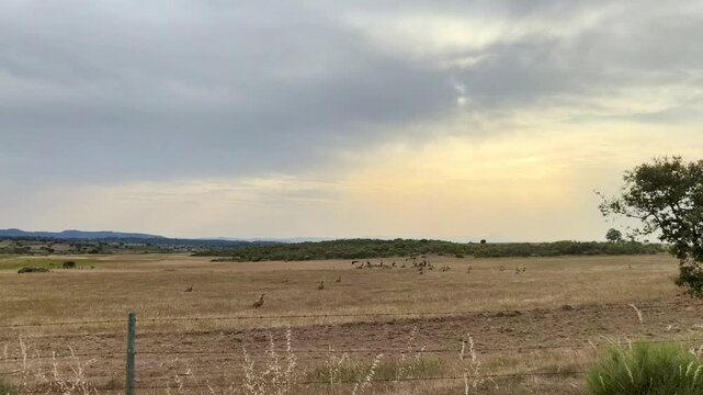 Buitre leonadoen dehesa extreme&ntilde;a 