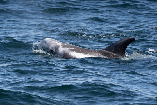 le dauphin de risso