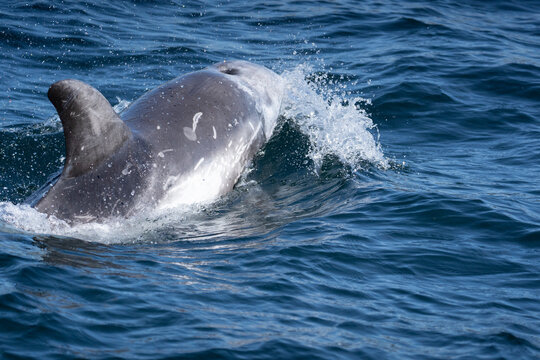 le dauphin de risso
