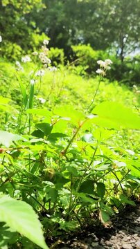 揺れる道端に咲く花・ハルジオン・雑草・日本の風景／Flowers blooming by the roadside - Erigeron annuus - Weeds - Japanese scenery／길가에 피는 꽃&middot;하르지온&middot;잡초&middot;일본의 풍경