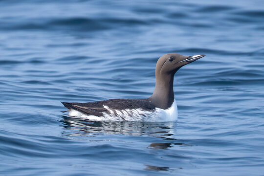 Le guillemot nage