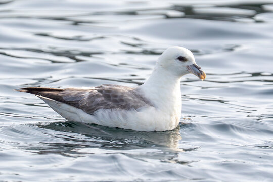 Le fulmar me regarde