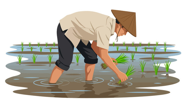 A traditional Asian farmer planting rice seedlings in a flooded paddy field.