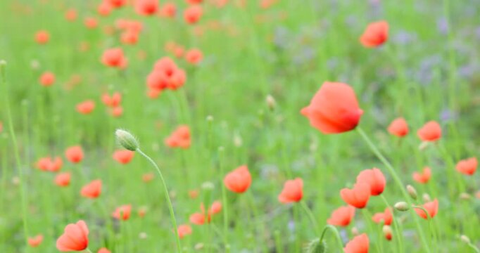 春の野原に自生するオレンジ色のナガミヒナゲシ