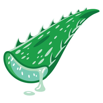 Aloe vera leaf vector icon with flat illustration style for web design. Isolated botanical graphic suitable for natural health themed projects.