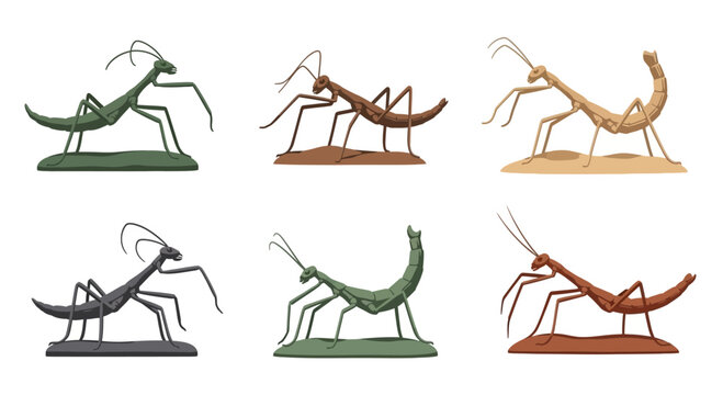 Set of Various Stick Insect Illustrations