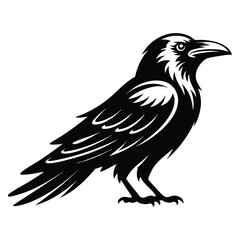 Fototapeta premium Black raven silhouette with detailed feathers and sharp beak in standing pose. Ideal for gothic themes, wildlife concepts, and dark visuals.