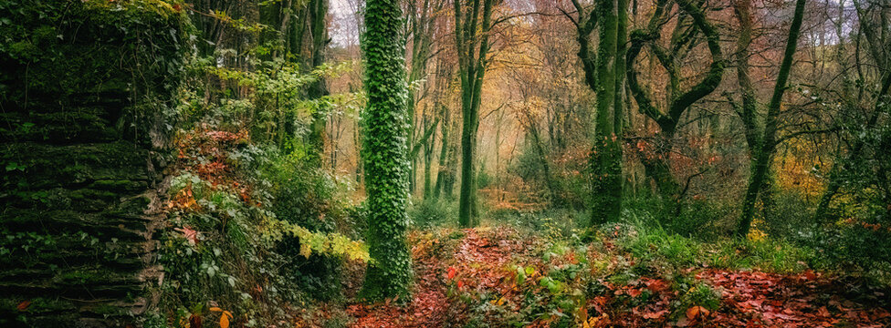 autumn woodland in cornwall england uk 