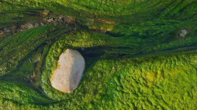 El agua fluye en el cauce del arroyo con musgo en el fondo
