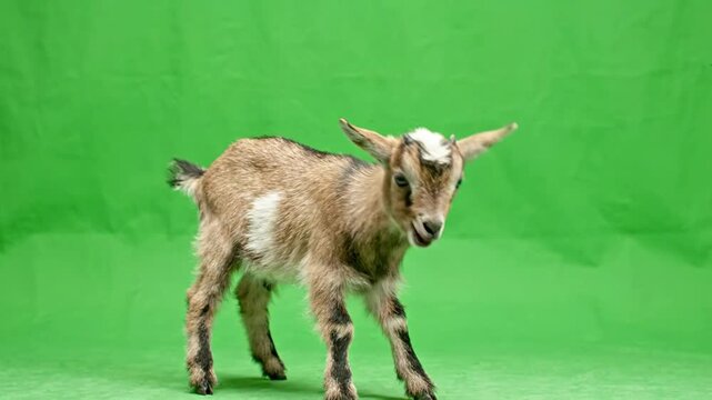 A funny goat green screen screaming with its mouth open against a bright green background, perfect for compositing