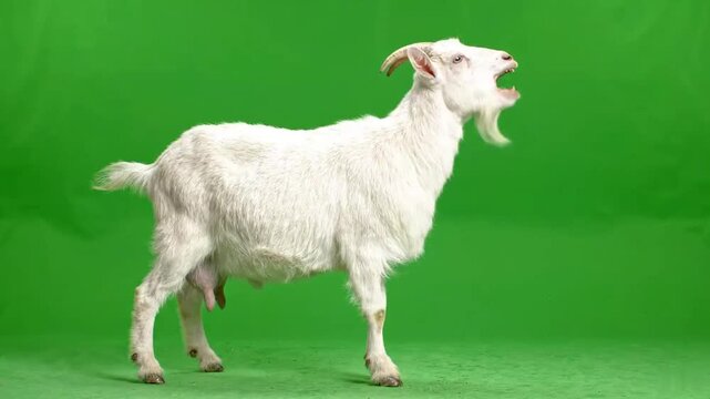 A white goat green screen screaming with its mouth open against a vibrant green background, perfect for compositing