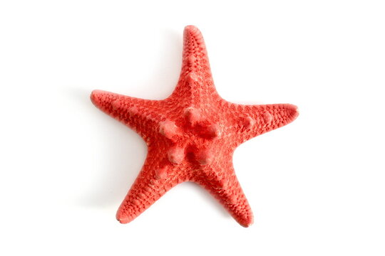Red starfish lies on a white isolated background.