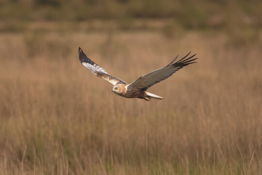 Western marsh harrier - Circus aeruginosus gliding low in majestic flight over a golden marshland in El Taray, Spain. Ideal nature stock photo.