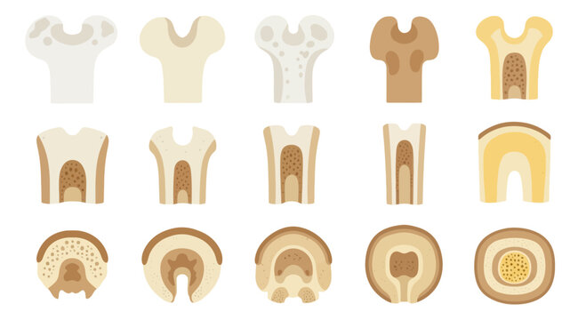 Bone Structure Cross Sections: Types and Anatomy