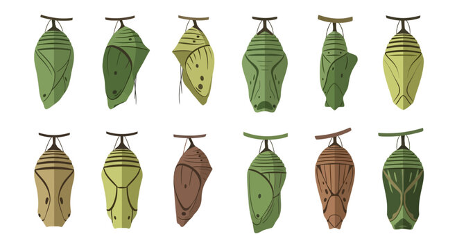 Set of Various Butterfly Chrysalis and Pupa Illustrations