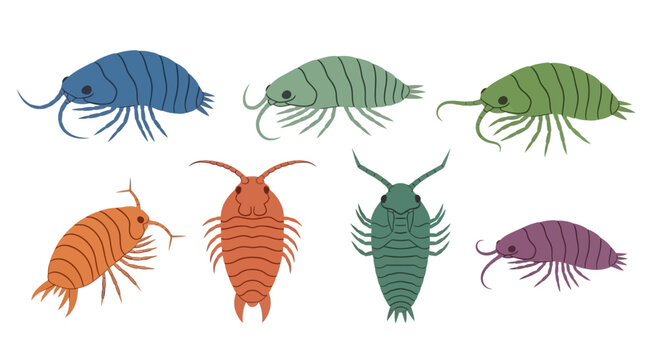 Set of Colorful Cartoon Isopod Crustacean Illustrations