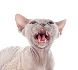 devon rex © cynoclub