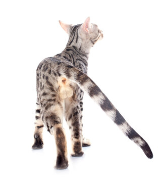 bengal cat