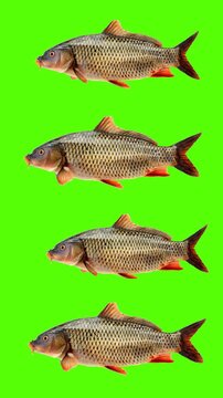 Fresh common carp fish isolated on green screen keying background. Animated cinemagraph, parallax animation, based on an on original professional photograph.