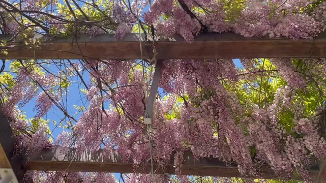 Beautiful wisteria flowers with sunlight streaming through the trellis