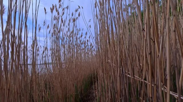 The camera moves along a path through dense stands of common reed (Phragmites australis) on a riverbank, Hartshorne Woods Park