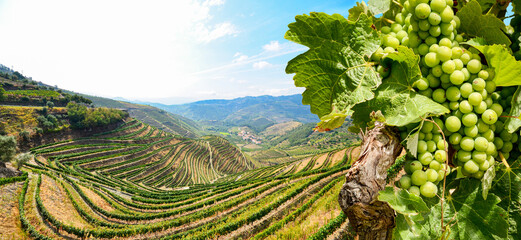 Red wine grapes in Douro Valley winery at Porto wine region: Vineyards near Duero river and Pinhao, Portugal Europe © ah_fotobox
