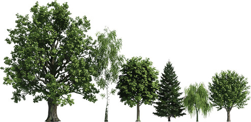 Fototapeta premium Green Tree Set Isolated on White Background with Oak Birch Pine Willow and Maple Varieties for Landscape Design and Digital Illustrations