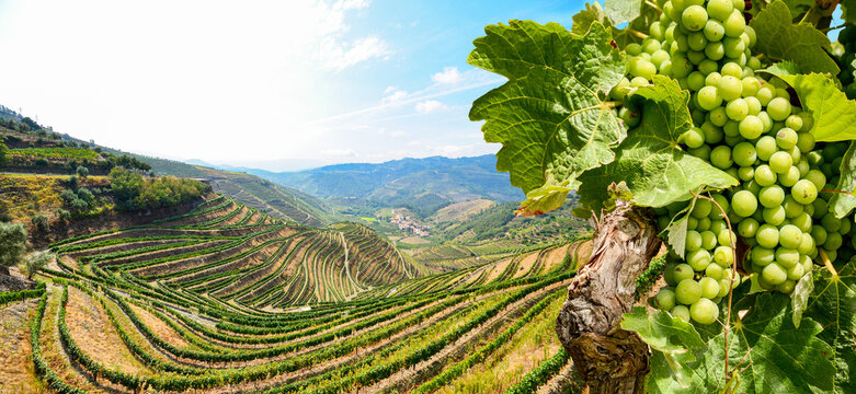 Red wine grapes in Douro Valley winery at Porto wine region: Vineyards near Duero river and Pinhao, Portugal Europe