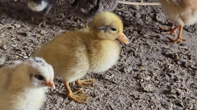 Adorable yellow duckling and baby chicks on farm ground, fluffy newborn poultry in rustic barn setting, cute farm animals in natural light