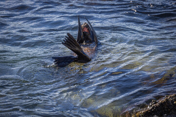 An Australian fur seal rests on its back in the water and wipes its face with its flippers while opening its mouth and showing its teeth at the Narooma harbour entrance in New South Wales, Australia. © Shirley and Johan