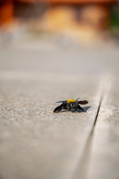 Macro close-up of a dead black carpenter bee with yellow head lying on a stone surface with soft bokeh background. Detailed insect photography in Vietnam.