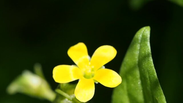 Hoverfly on yellow flower - macro photography 