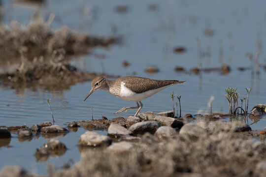 Common sandpiper - Actitis hypoleucos foraging on a rocky shoreline at El Taray, Spain. Beautiful wildlife photo of a shorebird in its natural wetland habitat.