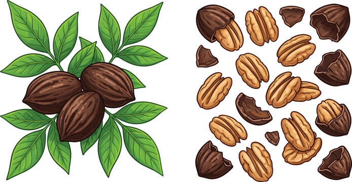 Fresh Pecan Nuts Set with Green Leaves Whole In Shell Pods Cracked Shells and Raw Kernels Vector Illustration for Snack Food Packaging Designs
